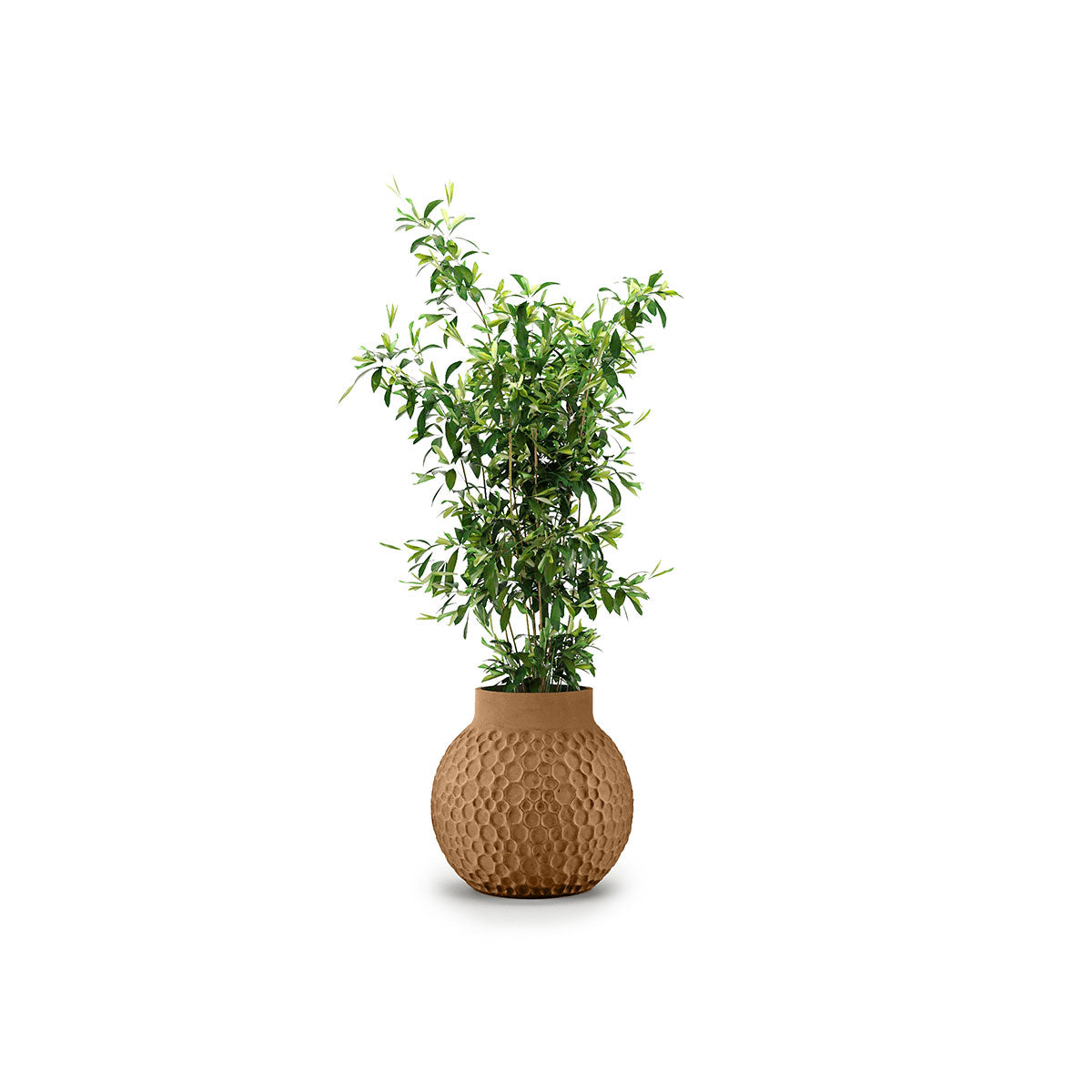 Stellar Planter