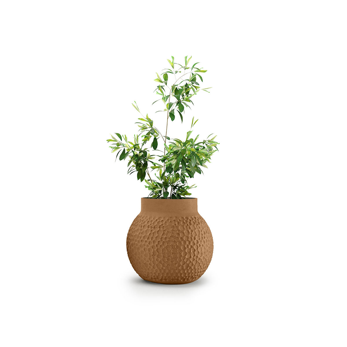 Stellar Planter