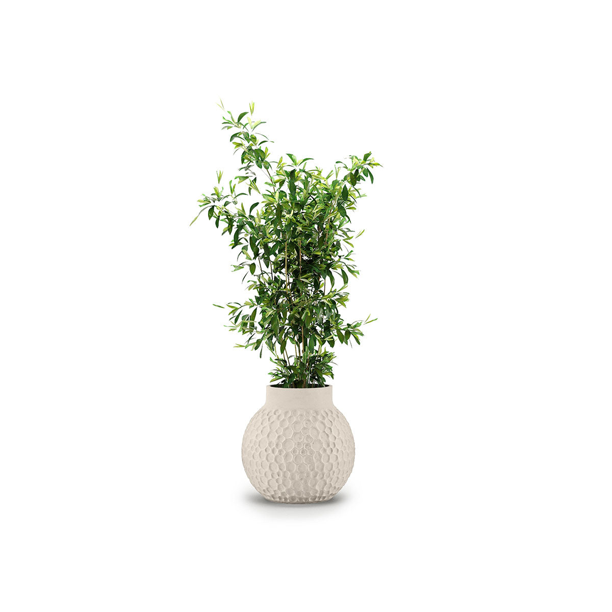 Stellar Planter