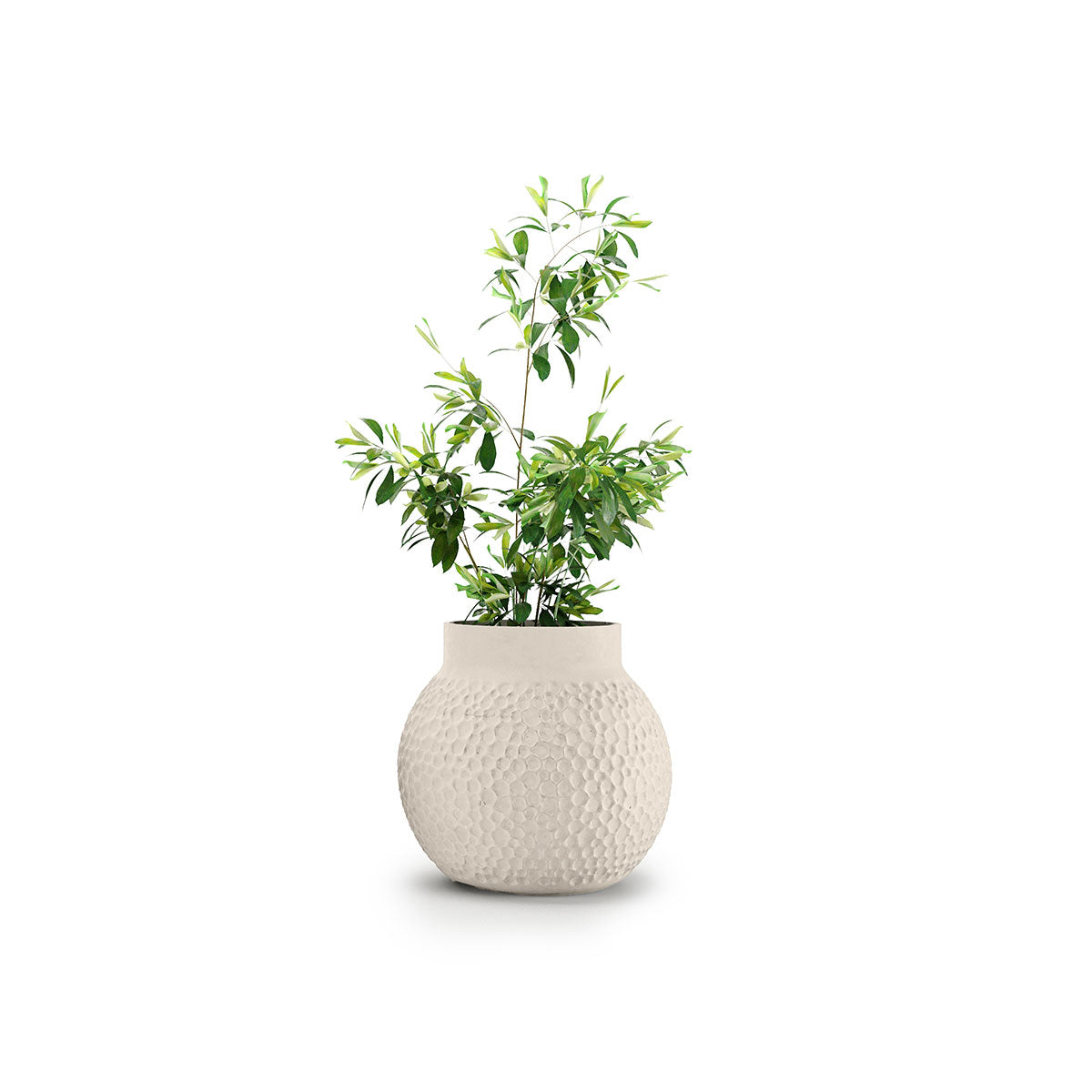 Stellar Planter