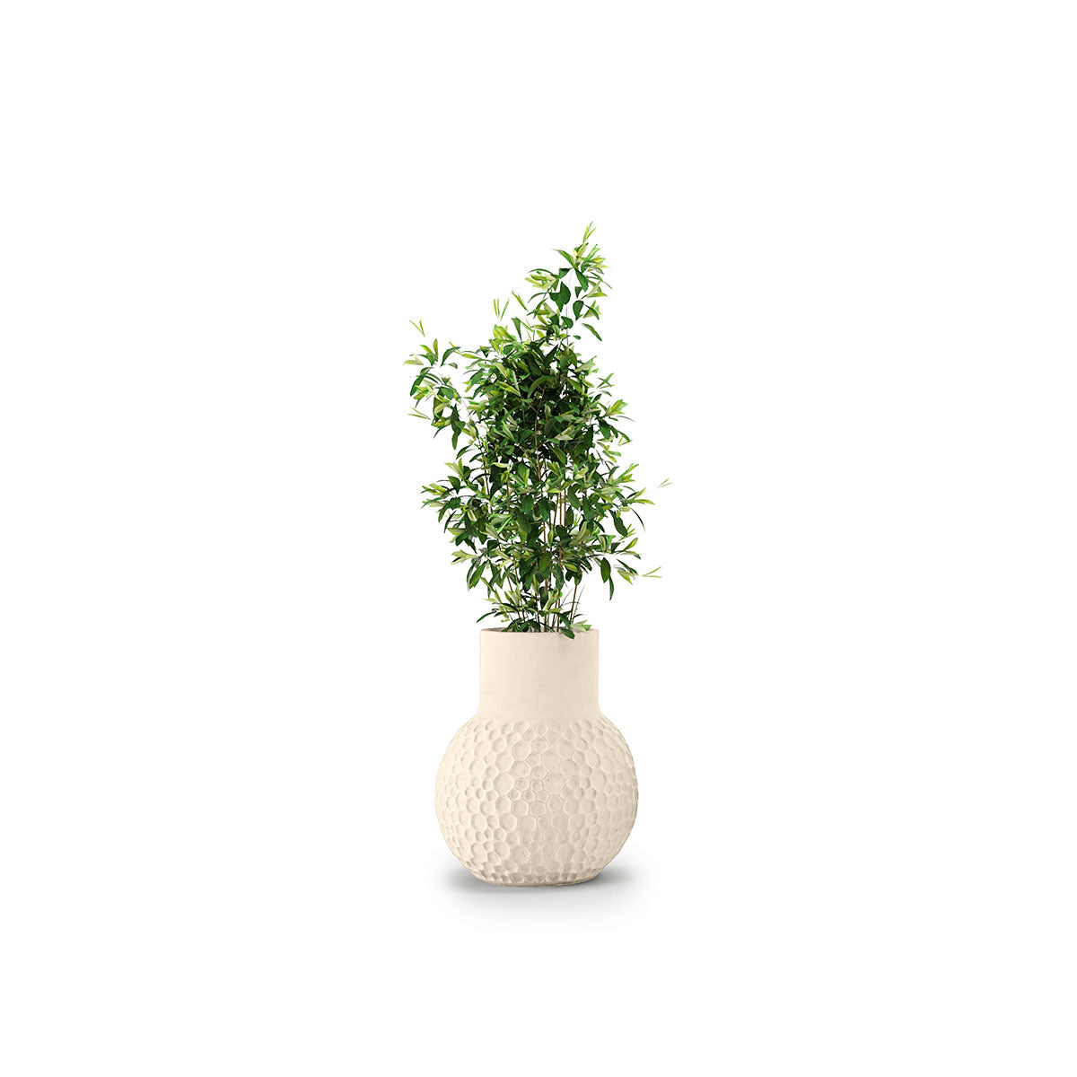 Stellar Planter