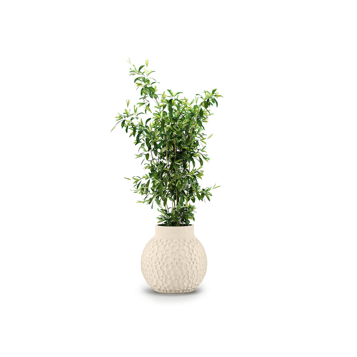 Stellar Planter