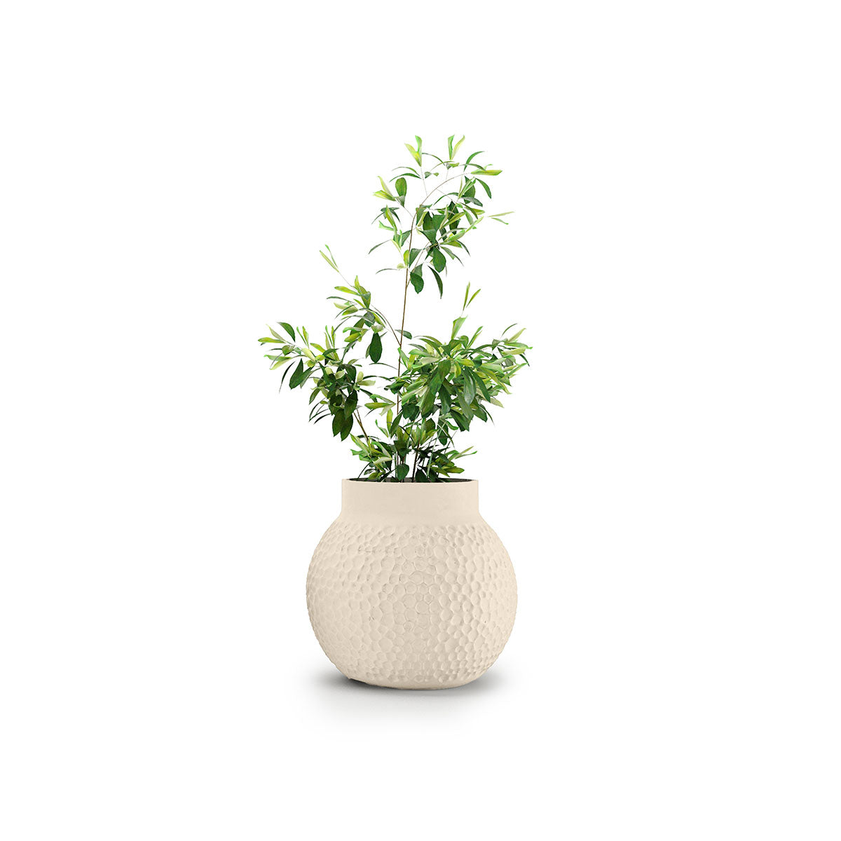 Stellar Planter