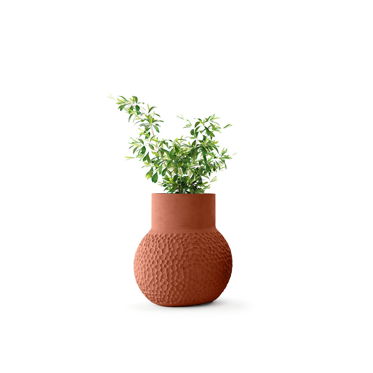 Stellar Planter