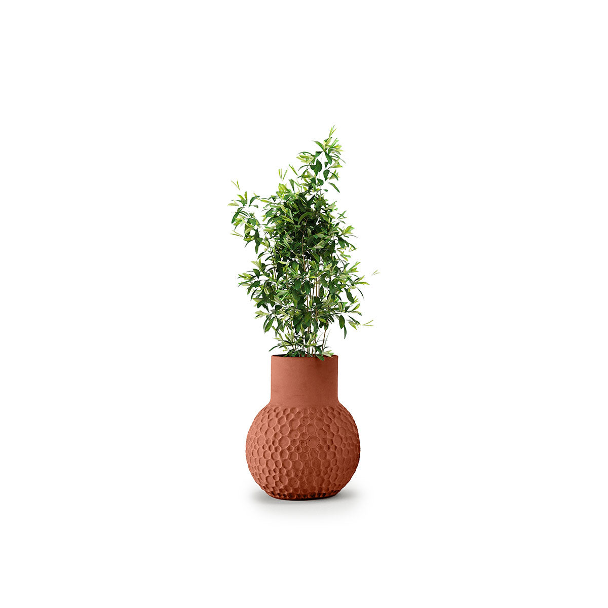 Stellar Planter