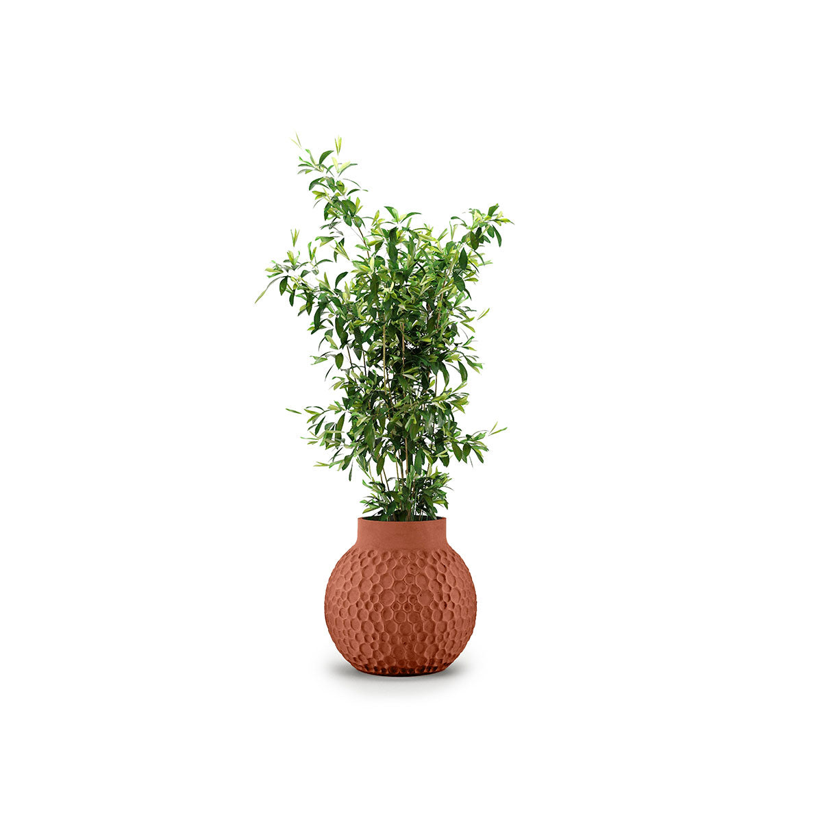 Stellar Planter