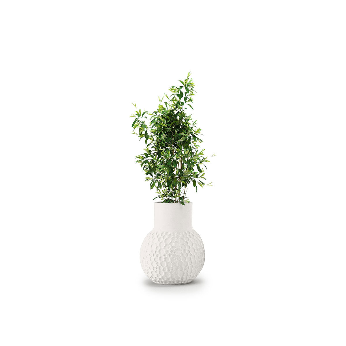 Stellar Planter