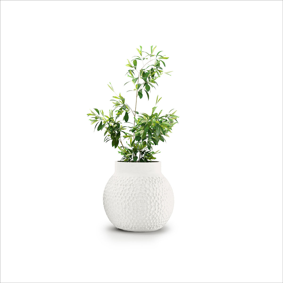 Stellar Planter