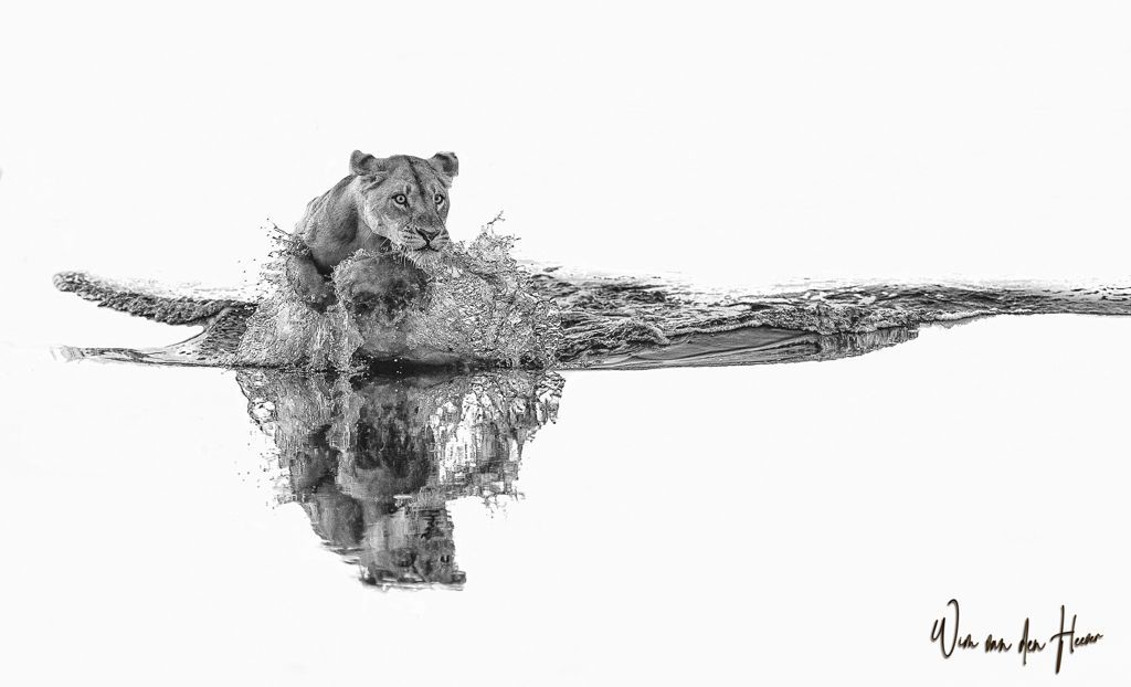 Lion fine art print by Wim van den Heever