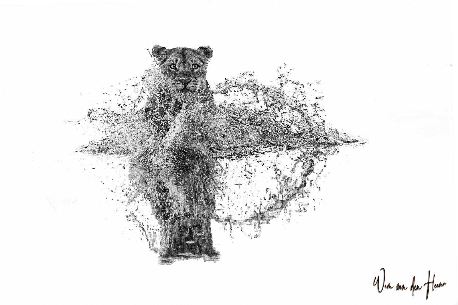 Lion fine art print by Wim van den Heever
