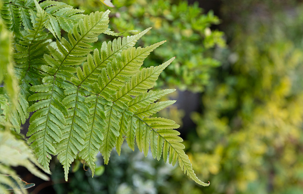 Outdoor Living Wall Panels