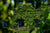 Outdoor Living Wall Panels