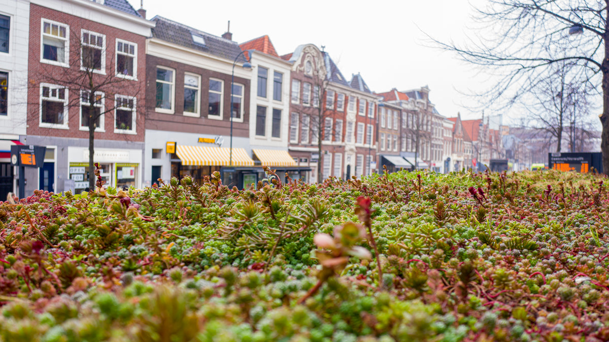 GreenRoof Sedum Panels