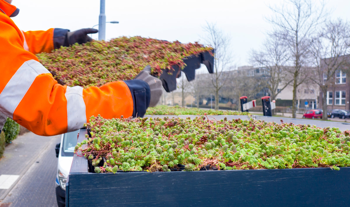 GreenRoof Sedum Panels
