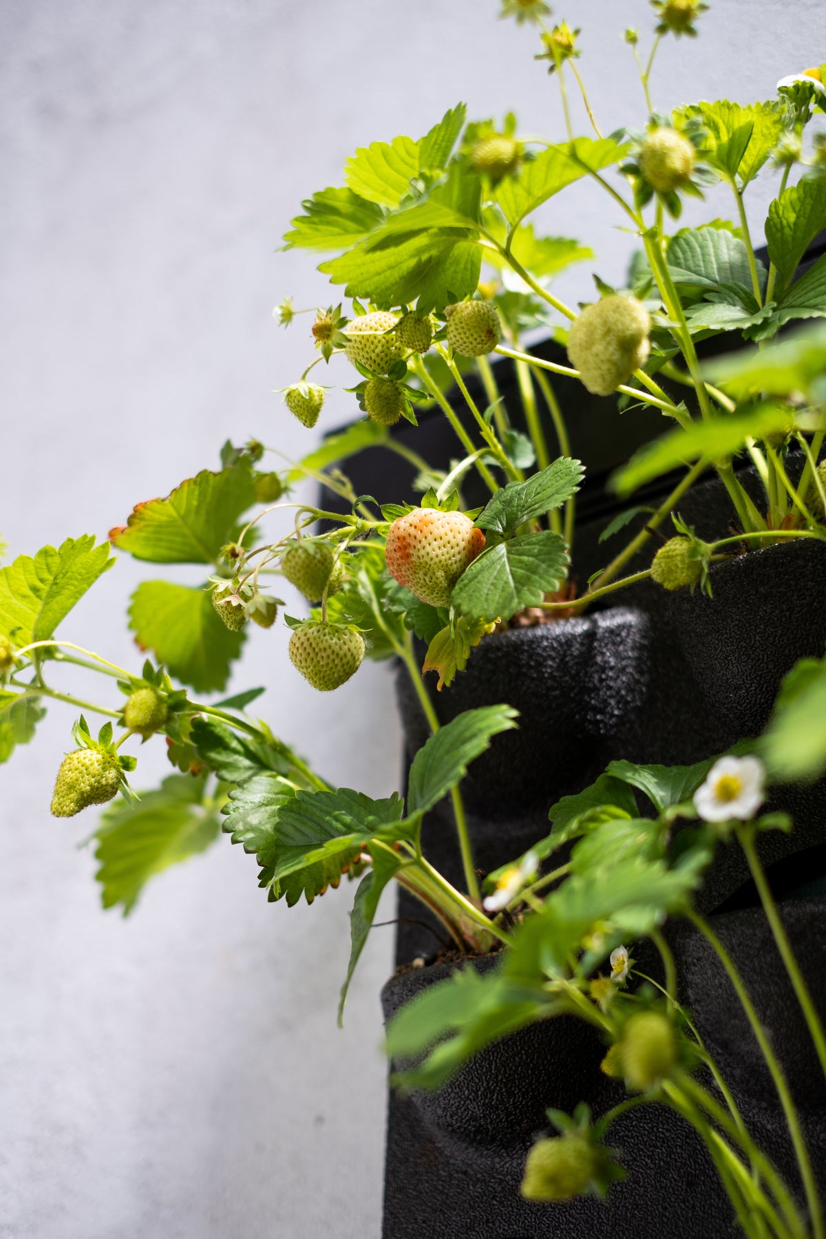 LivePanel Outdoor Living Wall