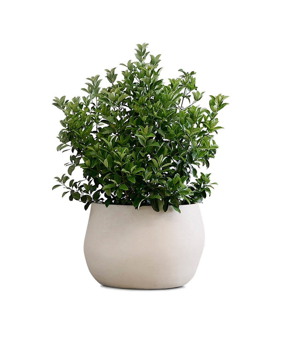 Pebble Planter Stone