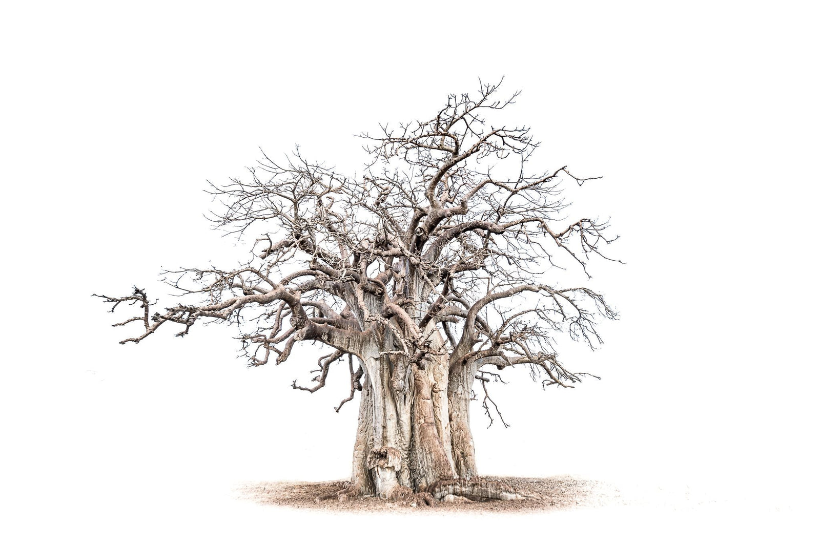 Baobab tree by Wim van den Heever