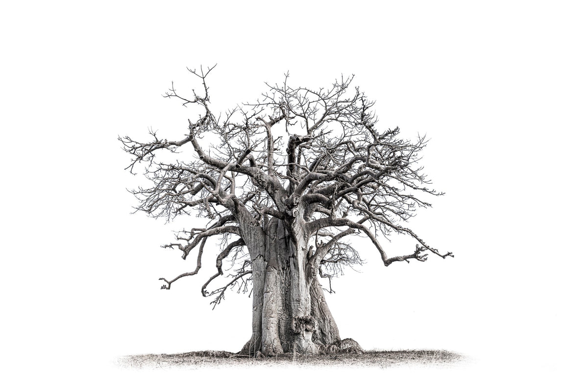 Baobab tree by Wim van den Heever