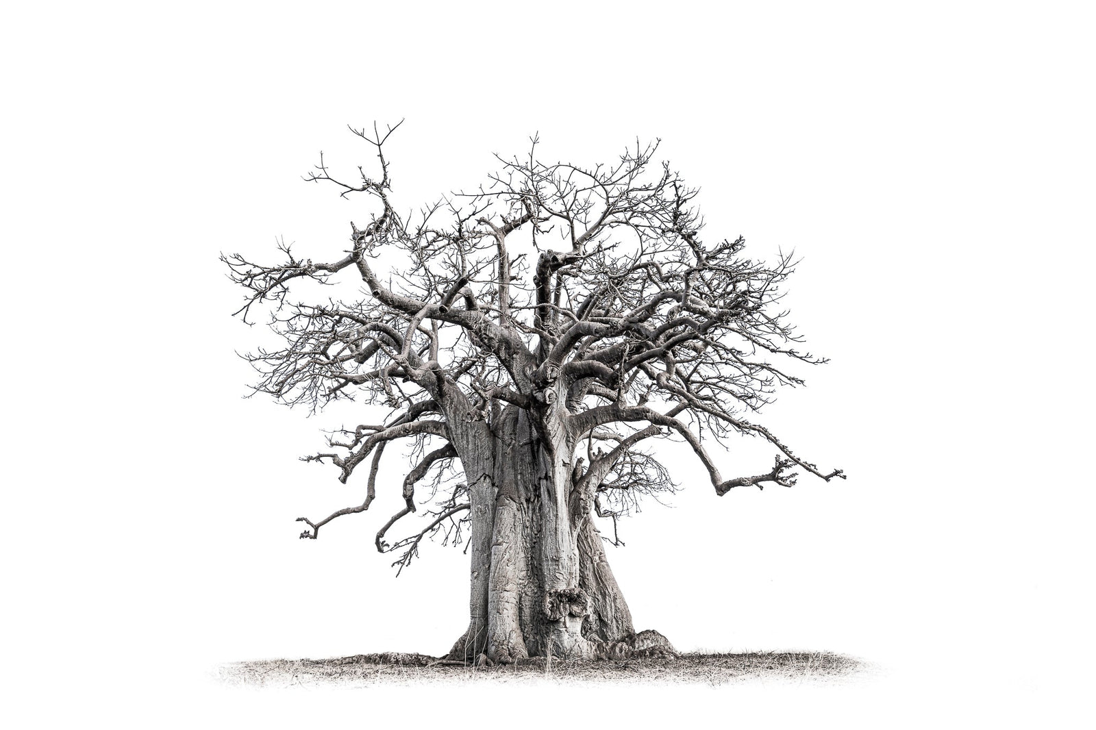 Baobab tree by Wim van den Heever