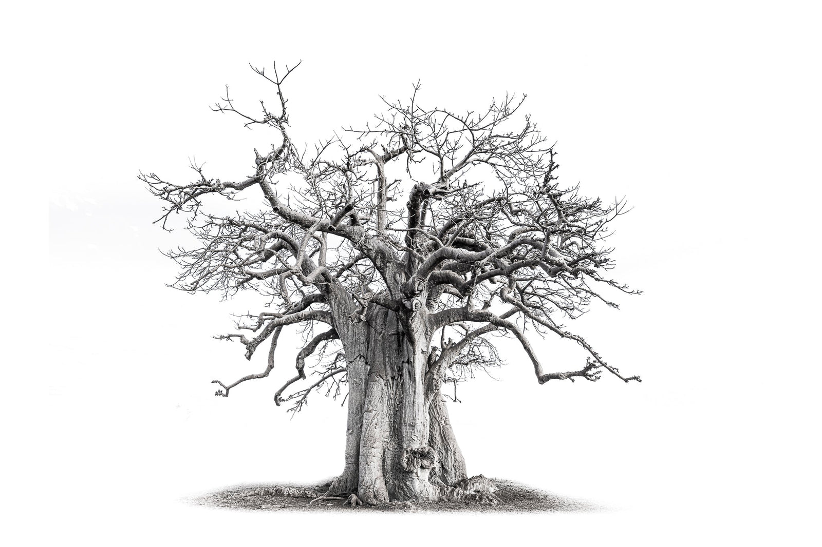 Baobab tree by Wim van den Heever
