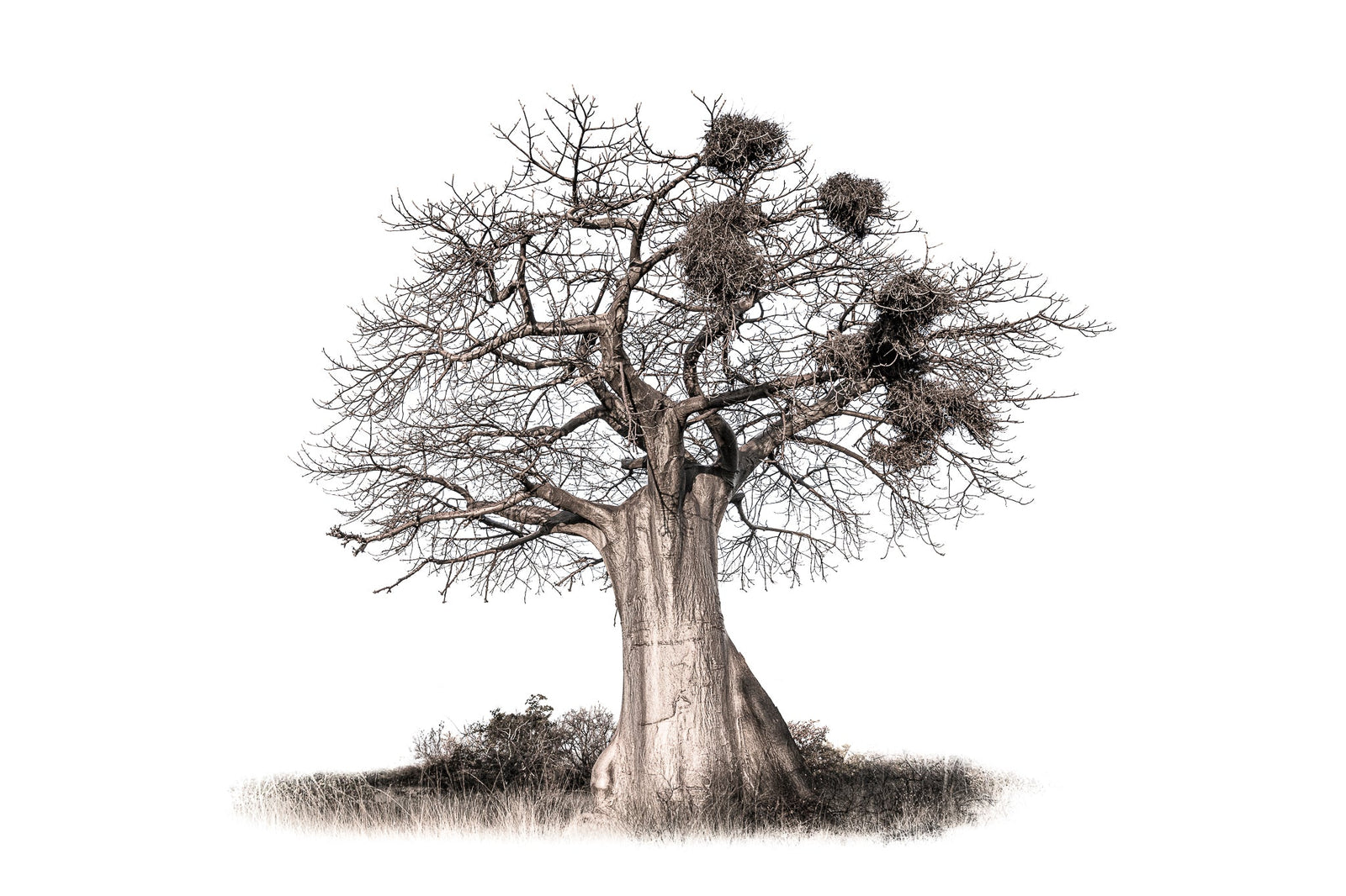 Baobab tree by Wim van den Heever