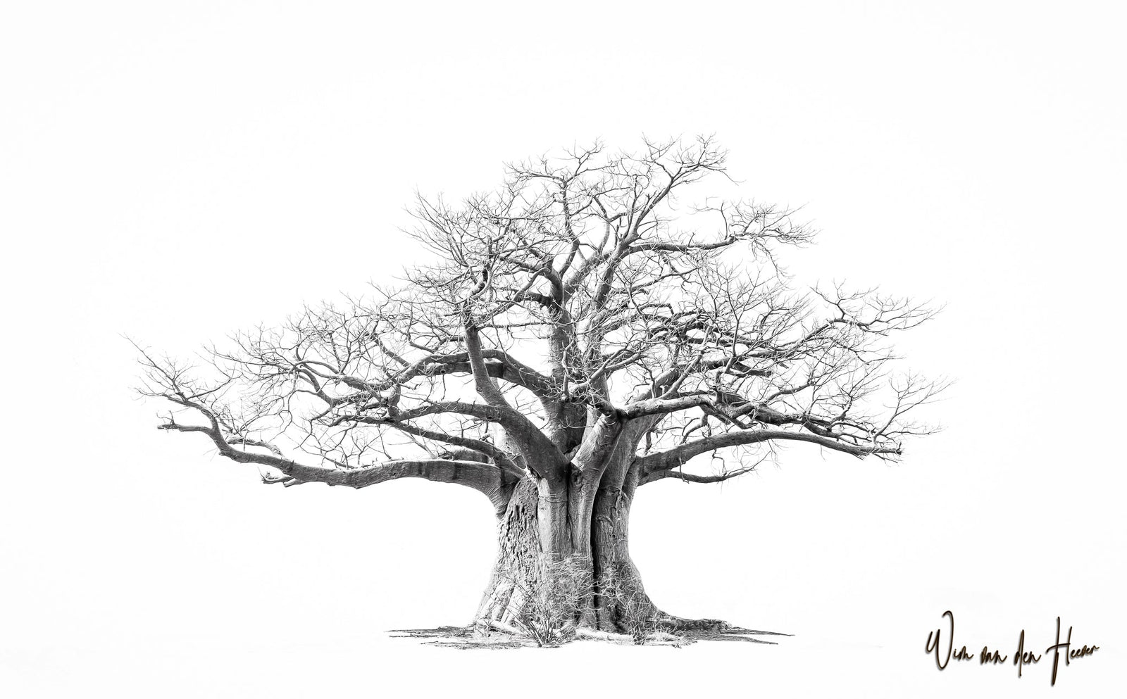 Baobab tree by Wim van den Heever