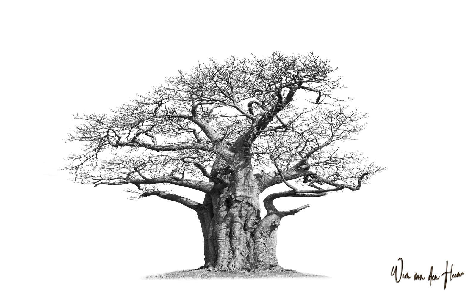 Baobab tree by Wim van den Heever