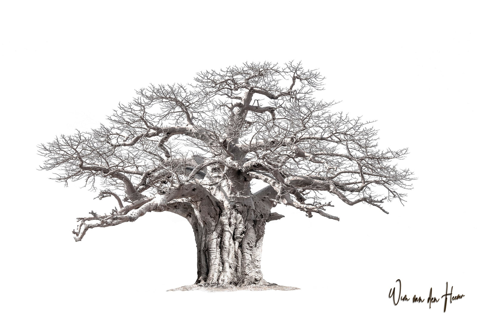 Baobab tree by Wim van den Heever