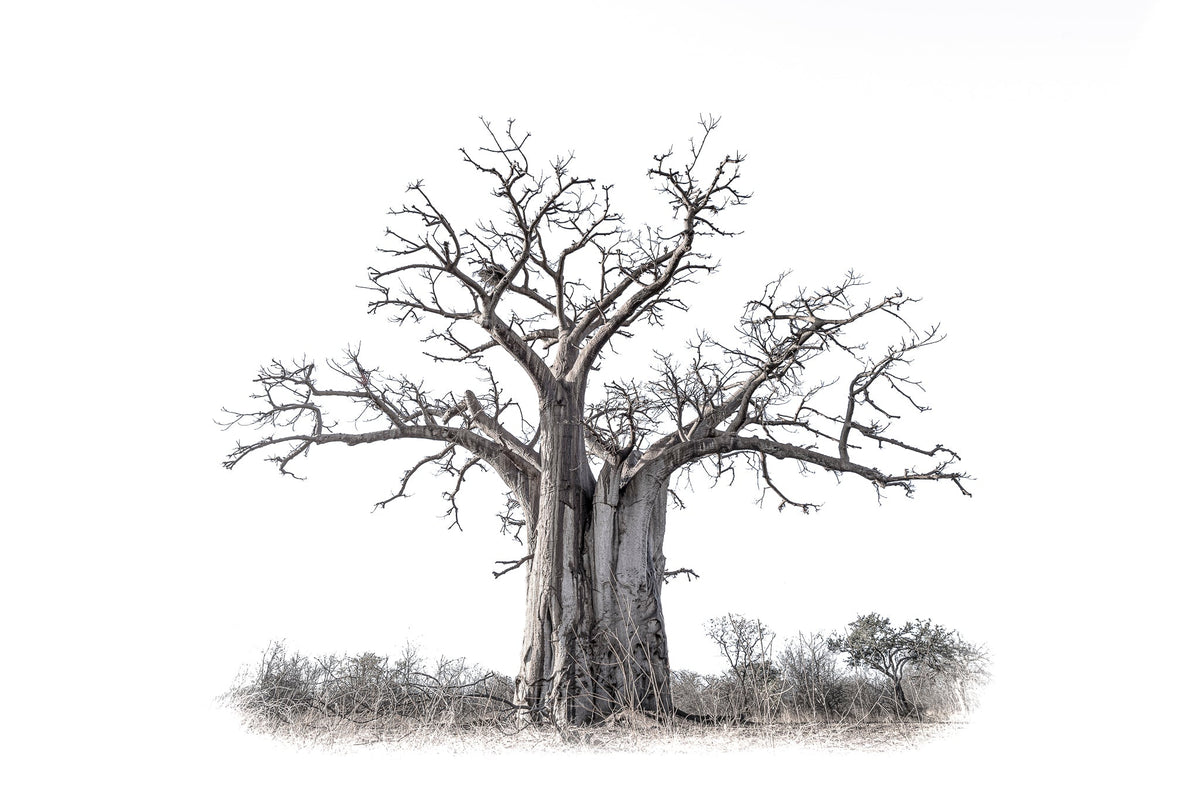 Baobab tree by Wim van den Heever