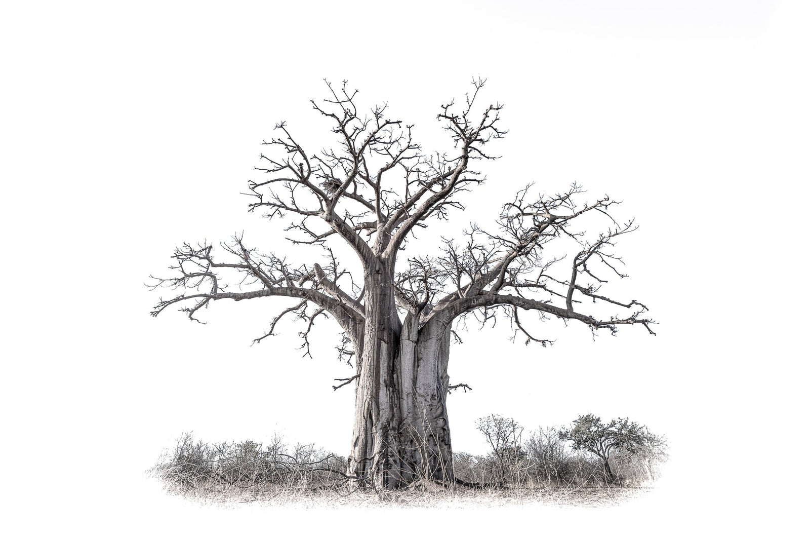 Baobab tree by Wim van den Heever