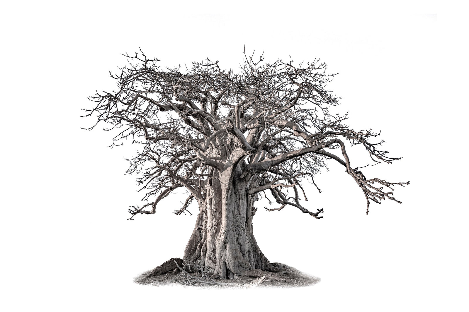 Baobab tree by Wim van den Heever