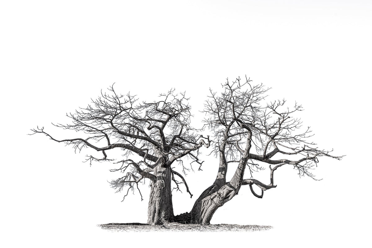 Baobab tree by Wim van den Heever