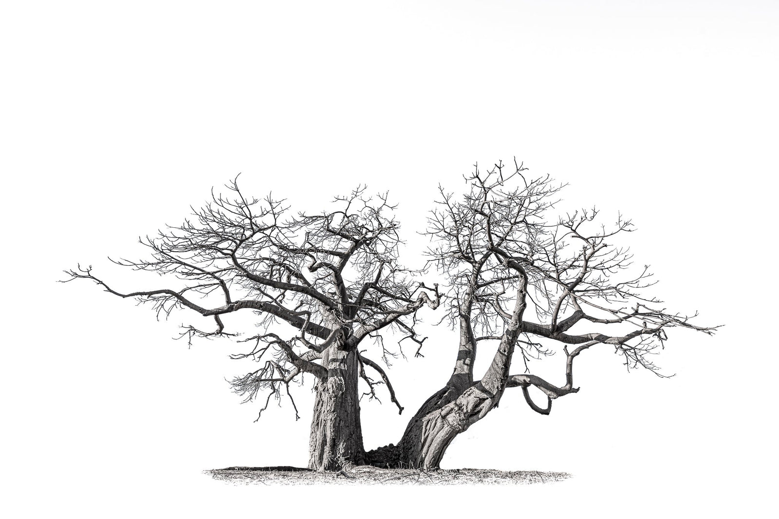 Baobab tree by Wim van den Heever