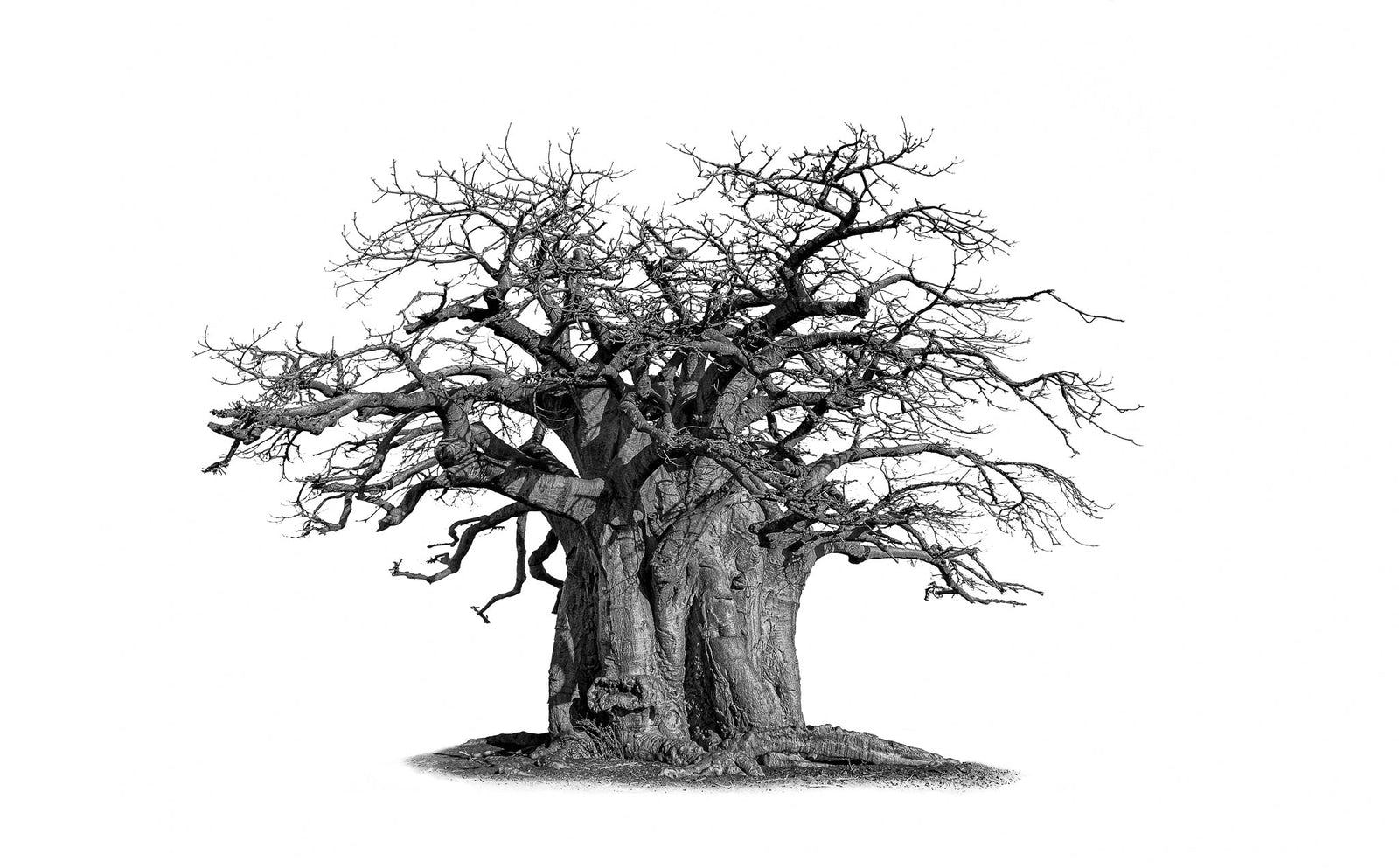 Baobab tree by Wim van den Heever