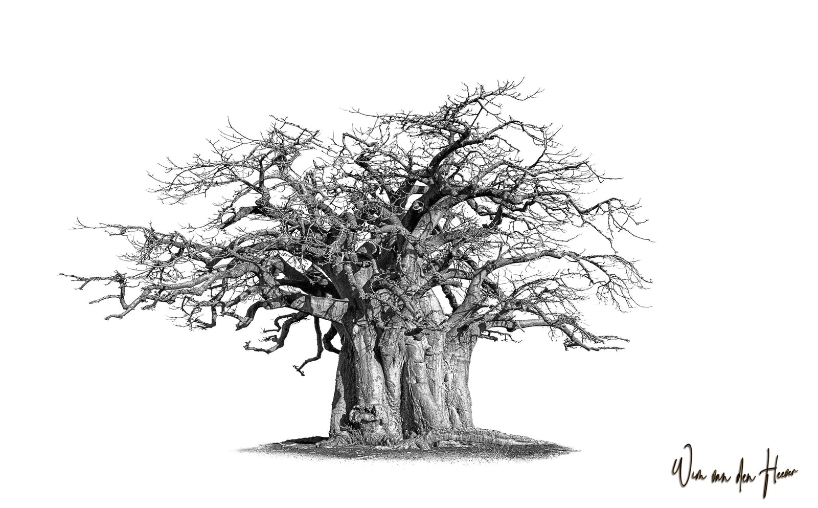 Baobab tree by Wim van den Heever