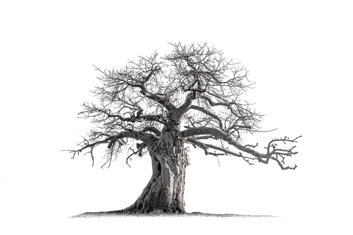 Baobab tree by Wim van den Heever