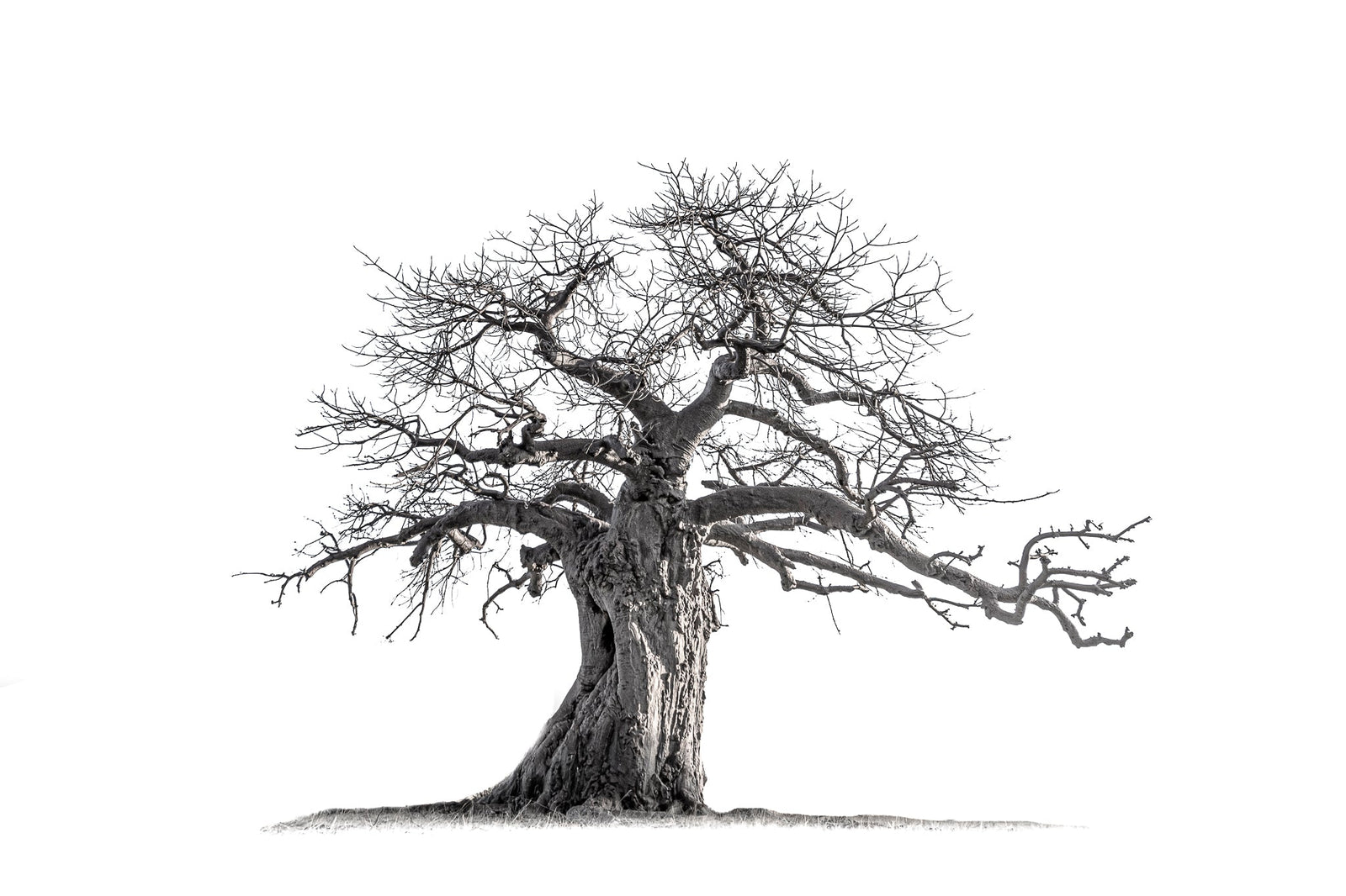 Baobab tree by Wim van den Heever