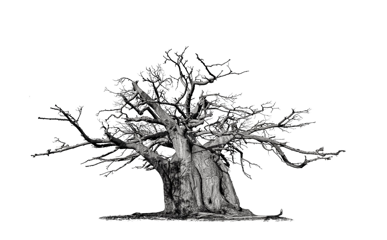Baobab tree by Wim van den Heever