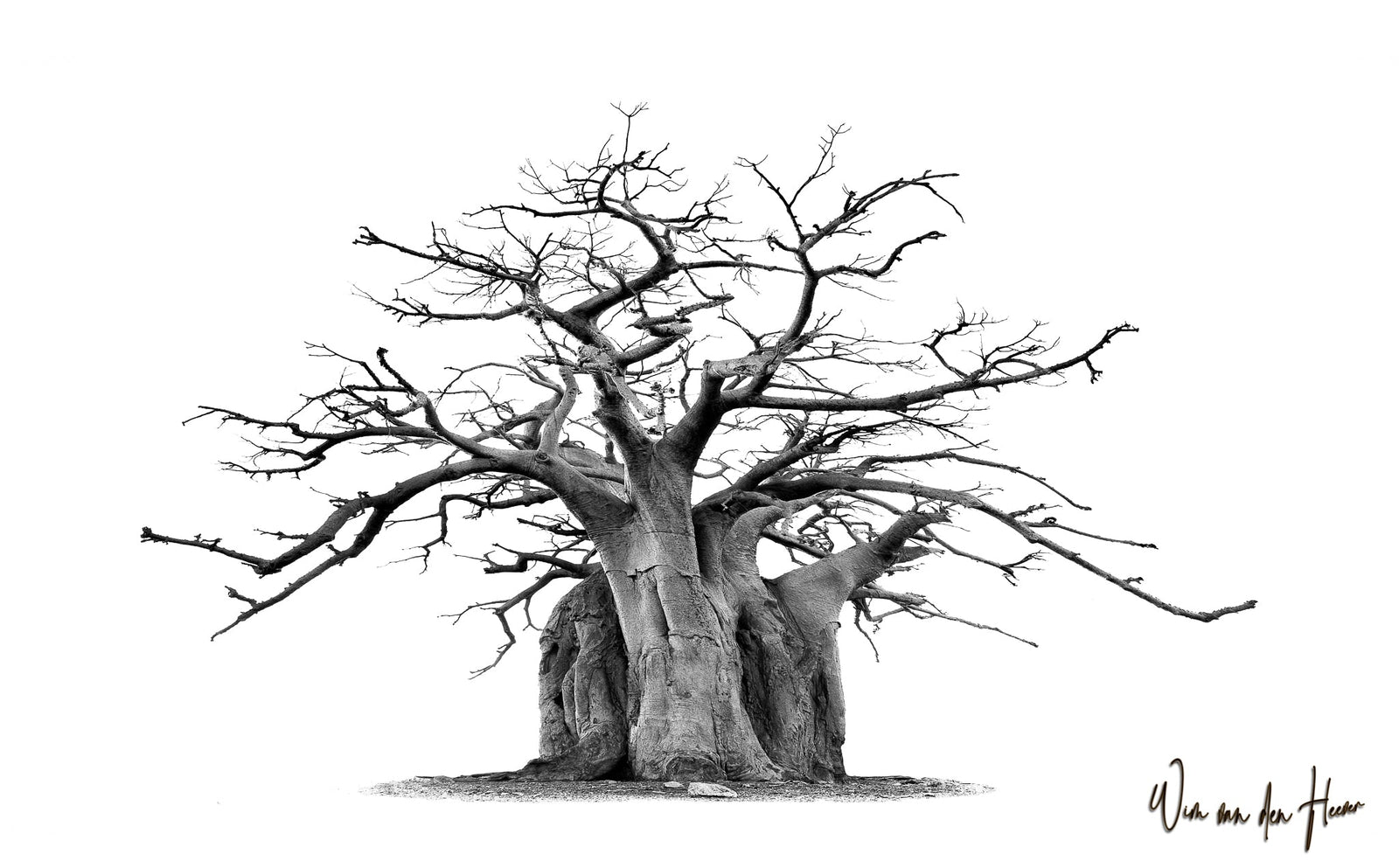 Baobab tree by Wim van den Heever