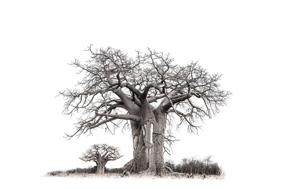 Baobab tree by Wim van den Heever