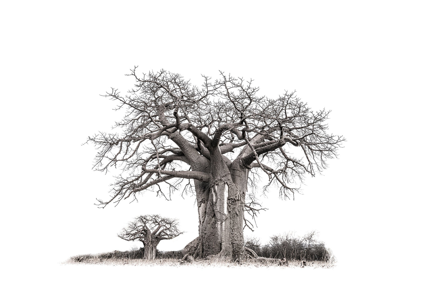 Baobab tree by Wim van den Heever
