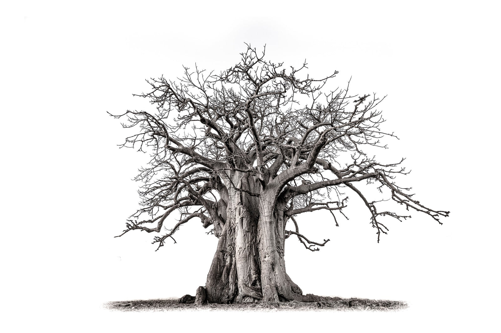 Baobab tree by Wim van den Heever