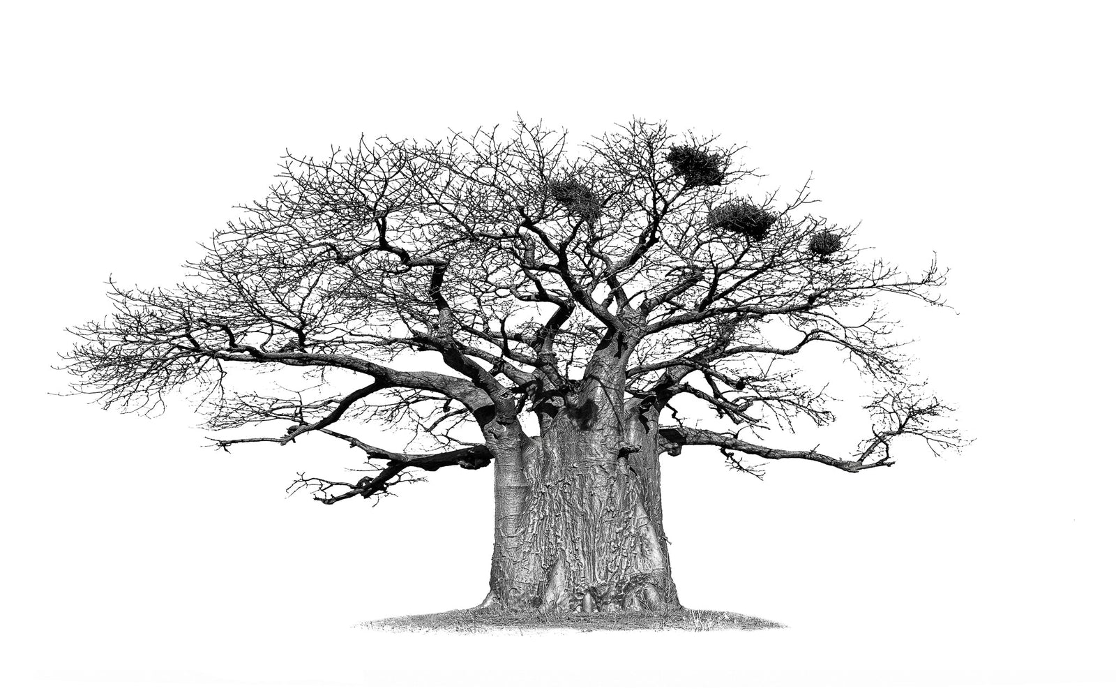Baobab tree by Wim van den Heever