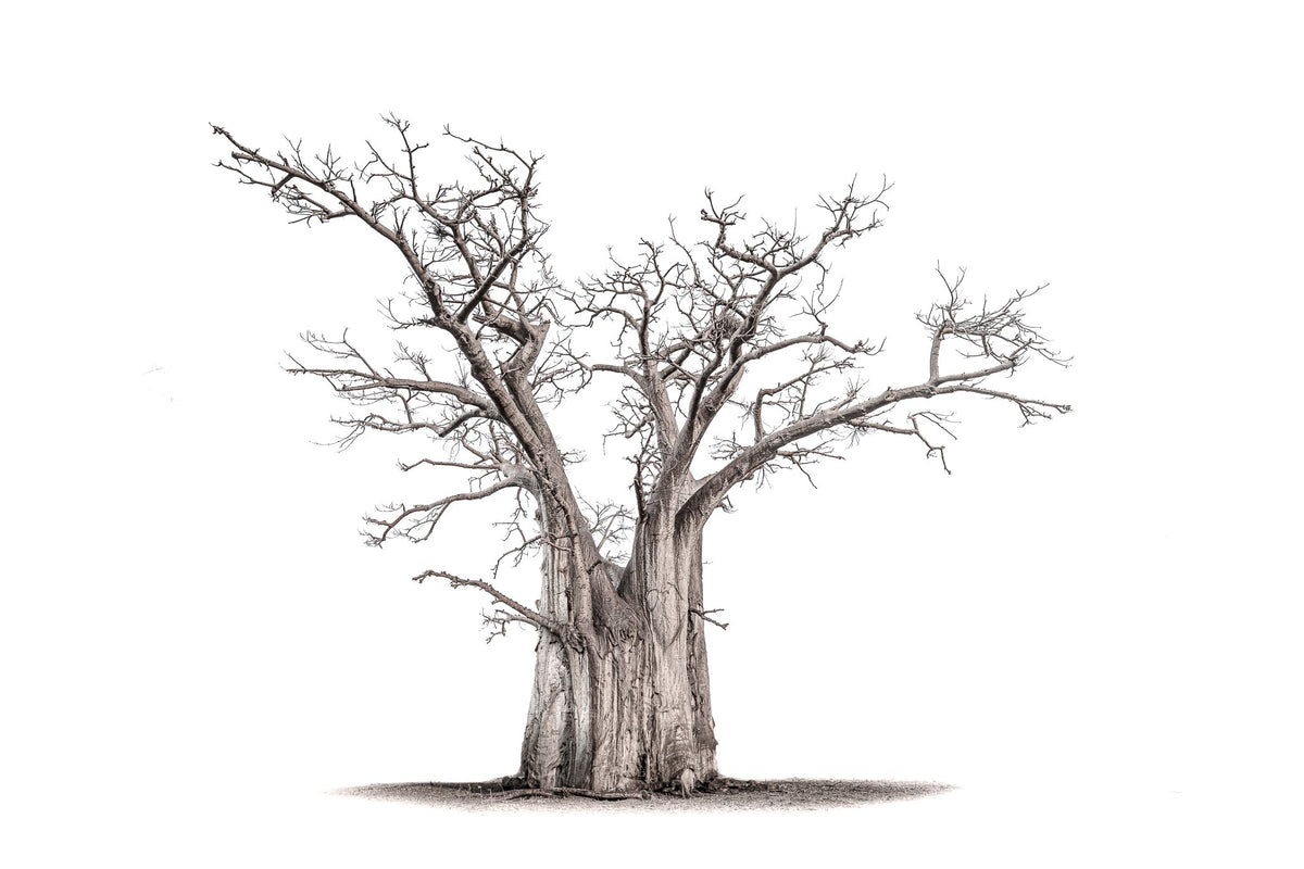 Baobab tree by Wim van den Heever