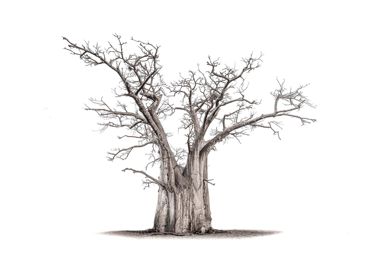 Baobab tree by Wim van den Heever