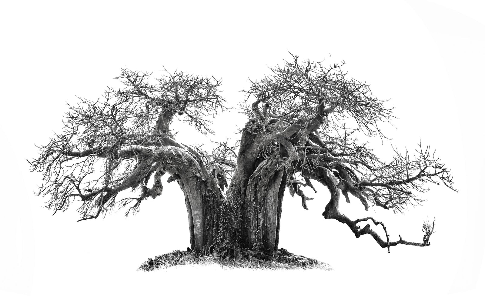 Baobab tree by Wim van den Heever