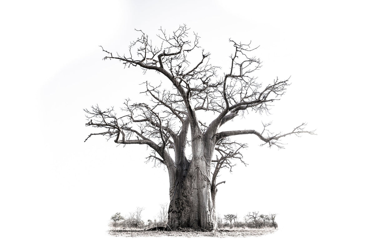 Baobab tree by Wim van den Heever