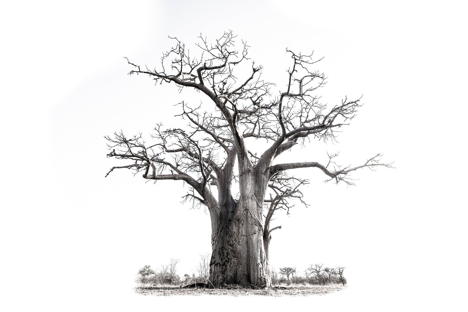 Baobab tree by Wim van den Heever
