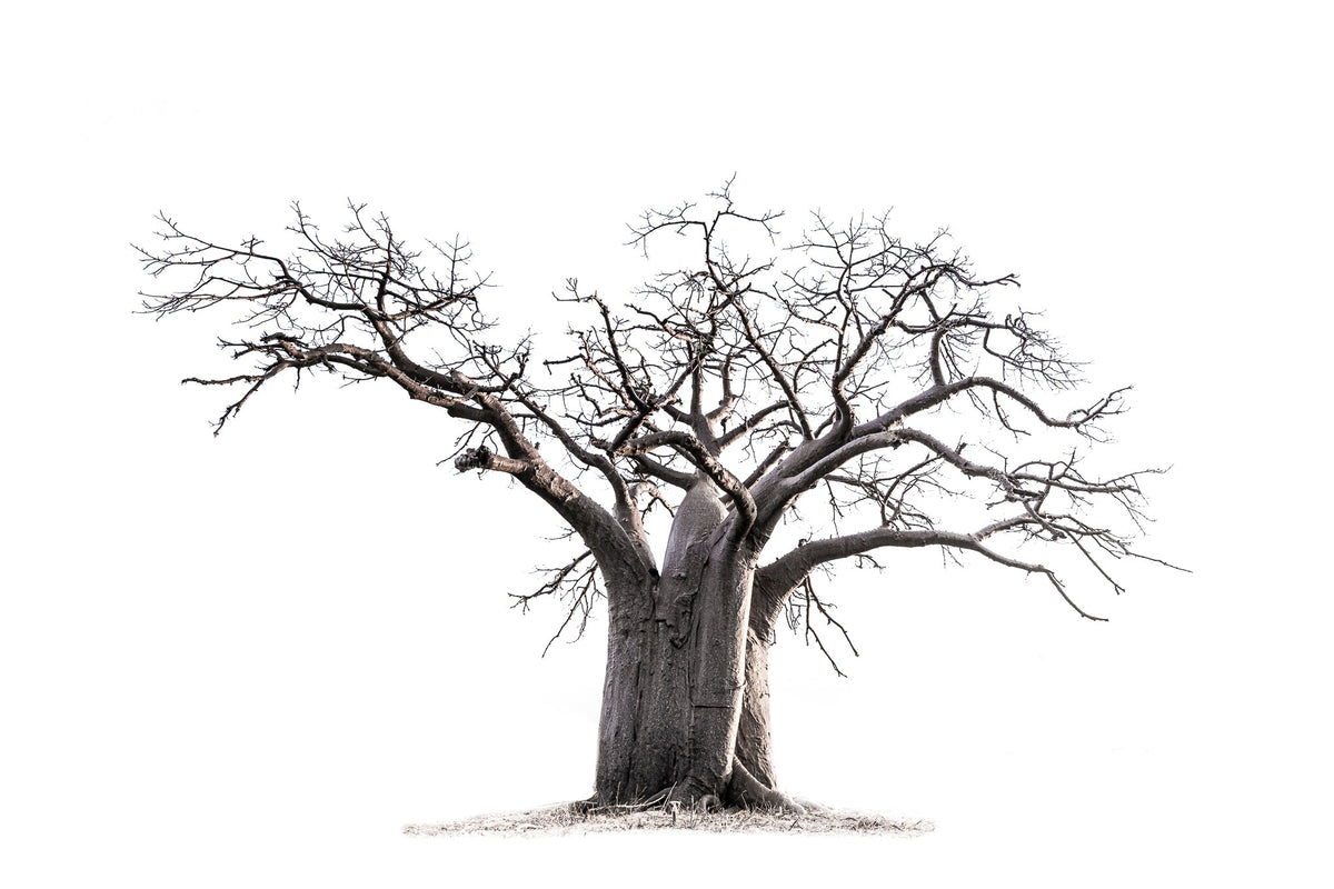 Baobab tree by Wim van den Heever