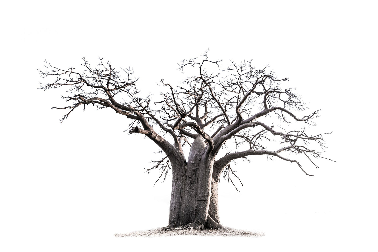 Baobab tree by Wim van den Heever